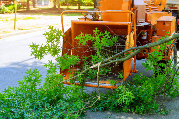 Professional Tree Services in Lampeter, PA